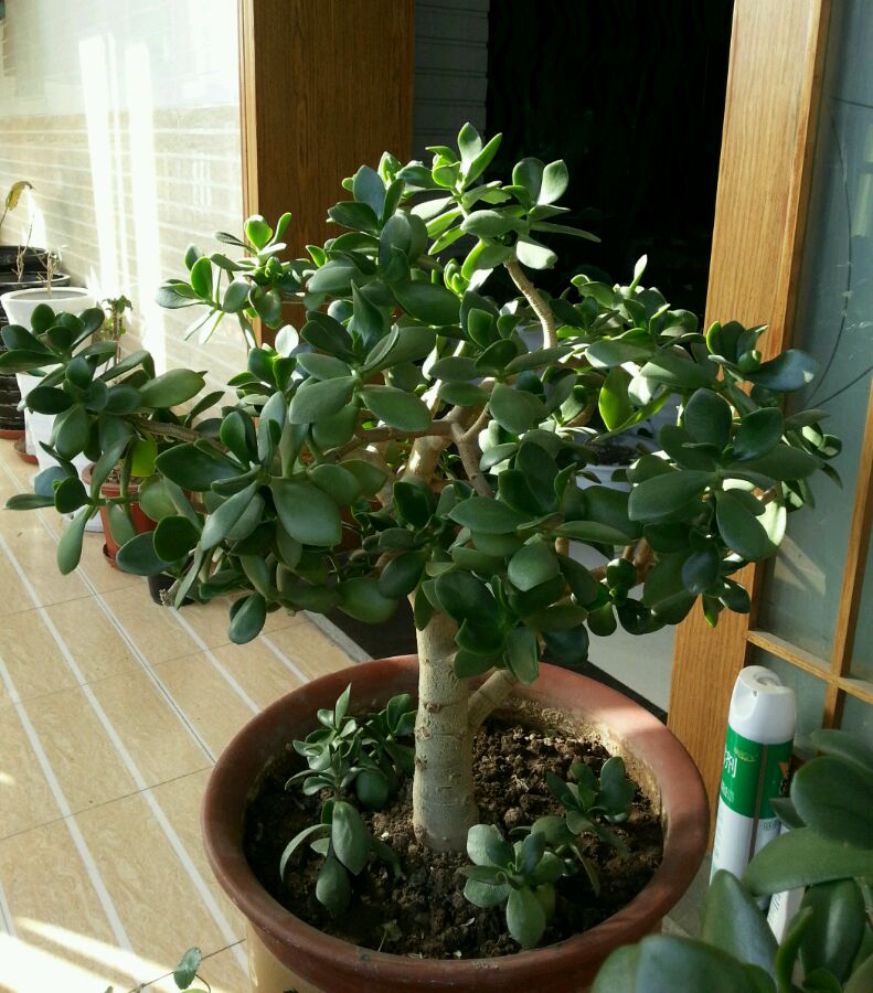 一个月一次稀薄肥,建议采用浇灌的方式浇肥,这样可以促进玉树越长越旺