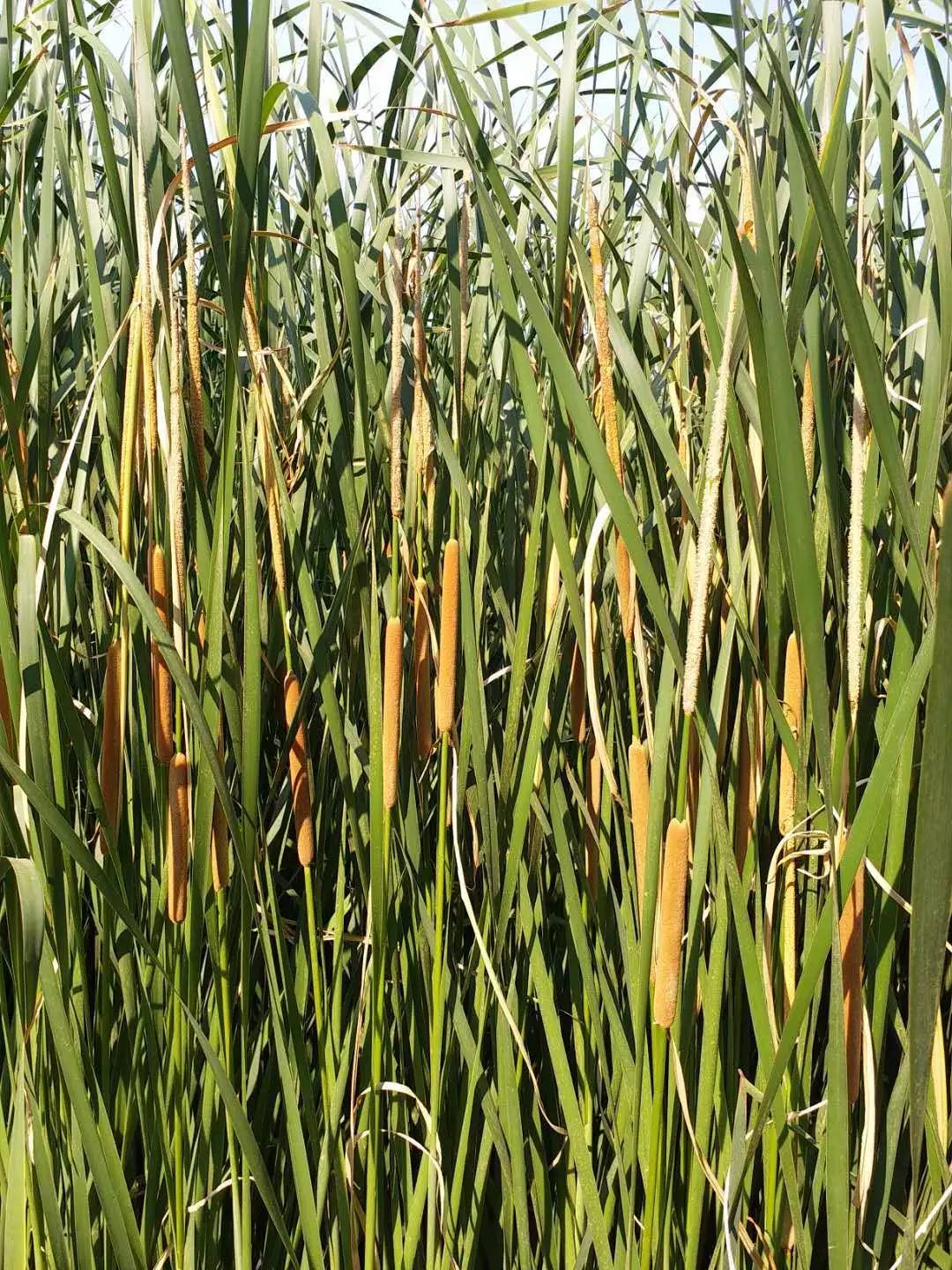 株高100厘米左右茎四棱多分枝