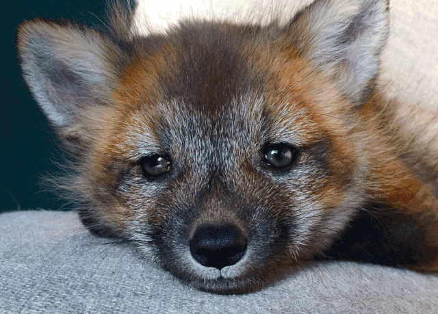有独自语言的话痨黑尾土拨鼠会飞行特技的蜜袋鼯爱偷东西的魔王松鼠