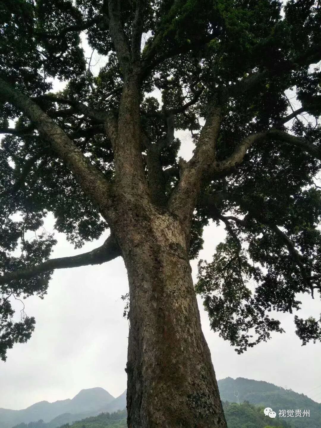 金丝楠木生长环境图片