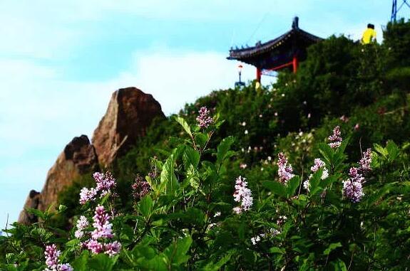 6月20日!房山百花山旅遊風情節即將開幕