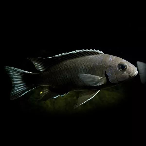 图鉴专栏gt线野生马湖现货图鉴2019619