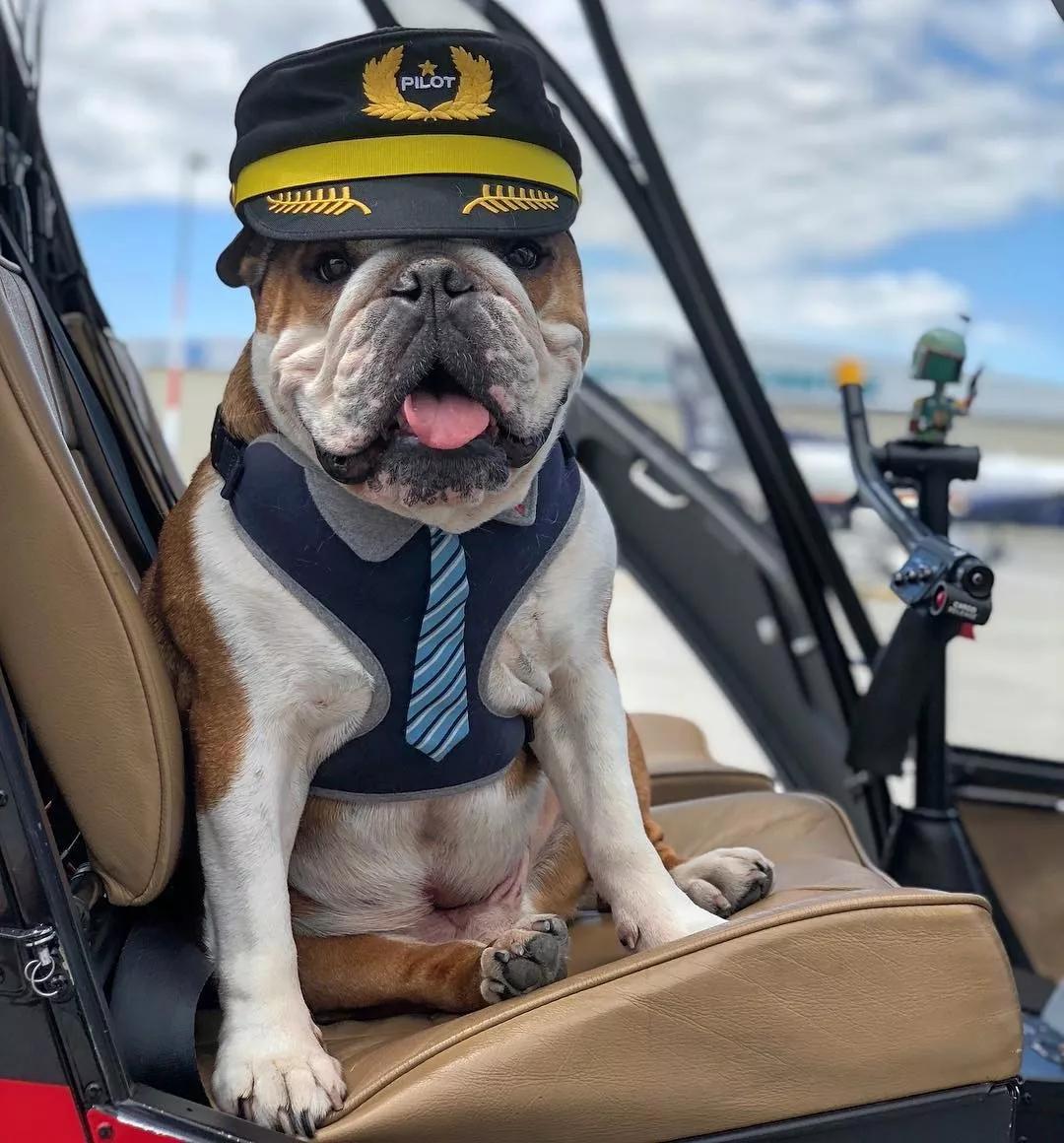这位狗狗飞行员叫做ben,来自加拿大温哥华.