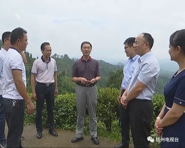 融合发展产业 壮大县域经济 李杰云到苍梧县调研稳增长及茶产业发展