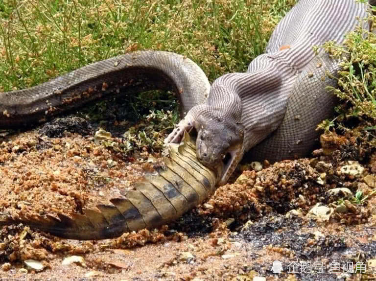 巨鳄大战巨蟒!澳洲橄榄蟒吞吃淡水鳄,死亡缠绕完胜翻滚