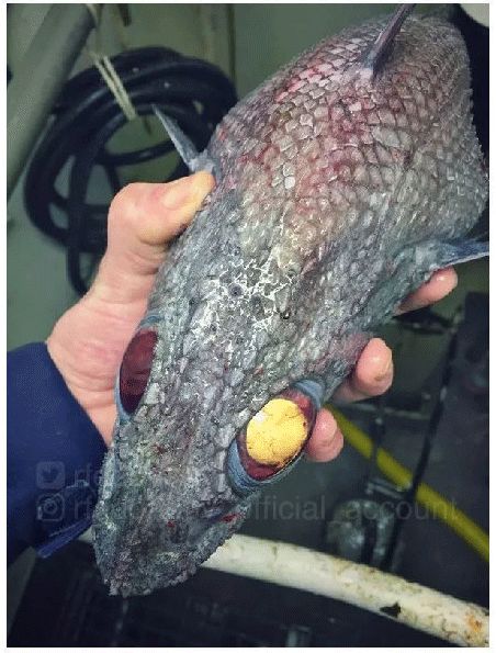 (你看我笑的开不开心)(狼鱼)(整牙可是个大工程)(密集恐惧症了解一下