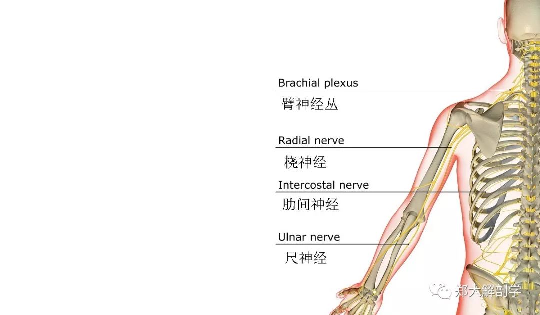肘部神经解剖全图图片