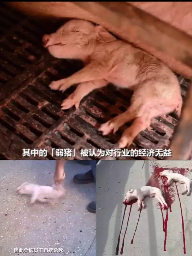 12小时被灌水120斤:她无能为力,只能挣扎死去 !_屠宰场