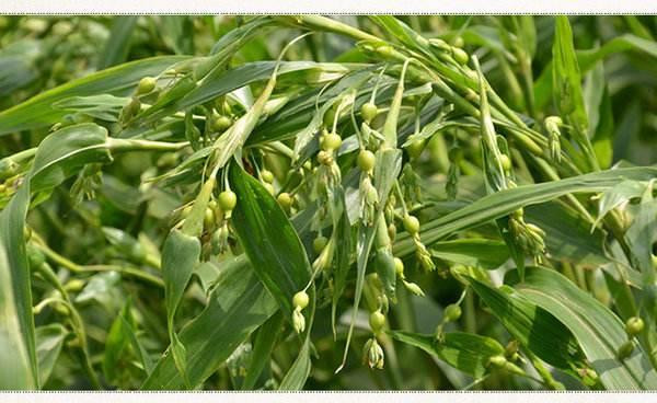 1块钱的番泻叶就能帮你解决!