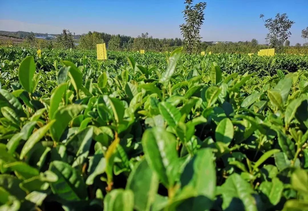 莒南特产茶香醉人韵满红都莒南绿茶