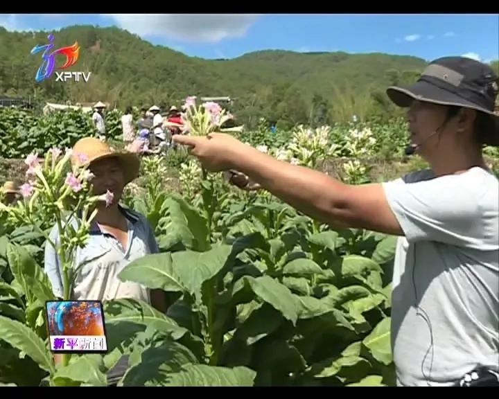 在新化鄉白達莫村的煙地裡,大片烤煙生長得生機勃勃,碧綠肥壯.