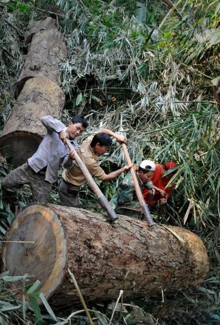 【涛涛爱木】实拍大山深处伐木工 砍伐 加工 贩运 全过程首曝光_中国