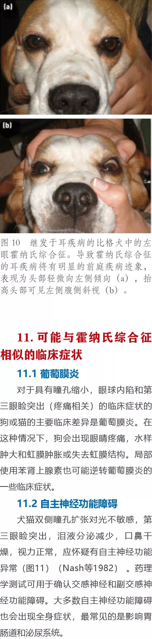 獸醫學習分享丨如何進行霍納氏綜合徵的臨床鑑別診斷