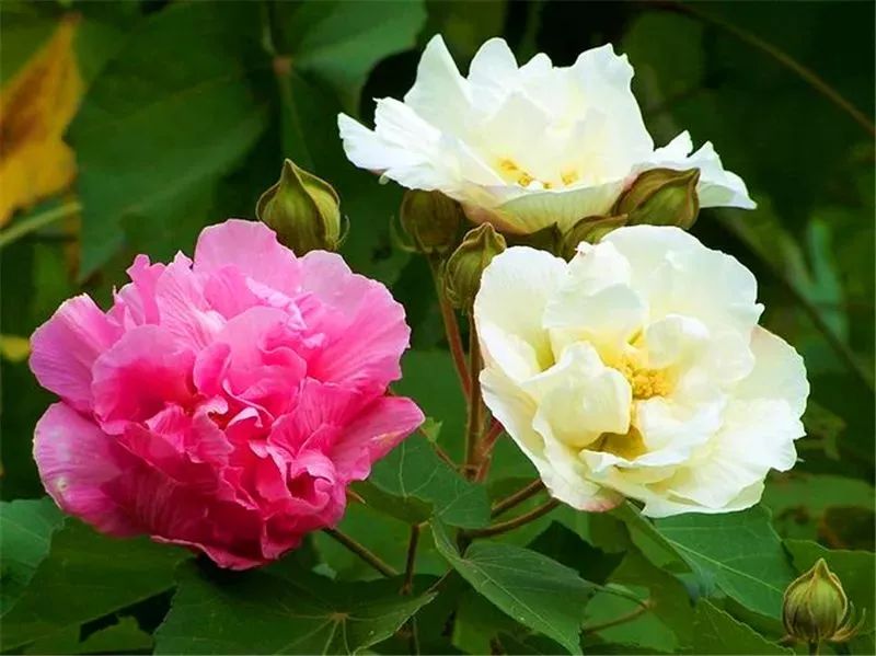 汕頭市花鳳凰木煙臺市花紫薇亳州市花芍藥自古風流芍藥花,花嬌袍紫葉