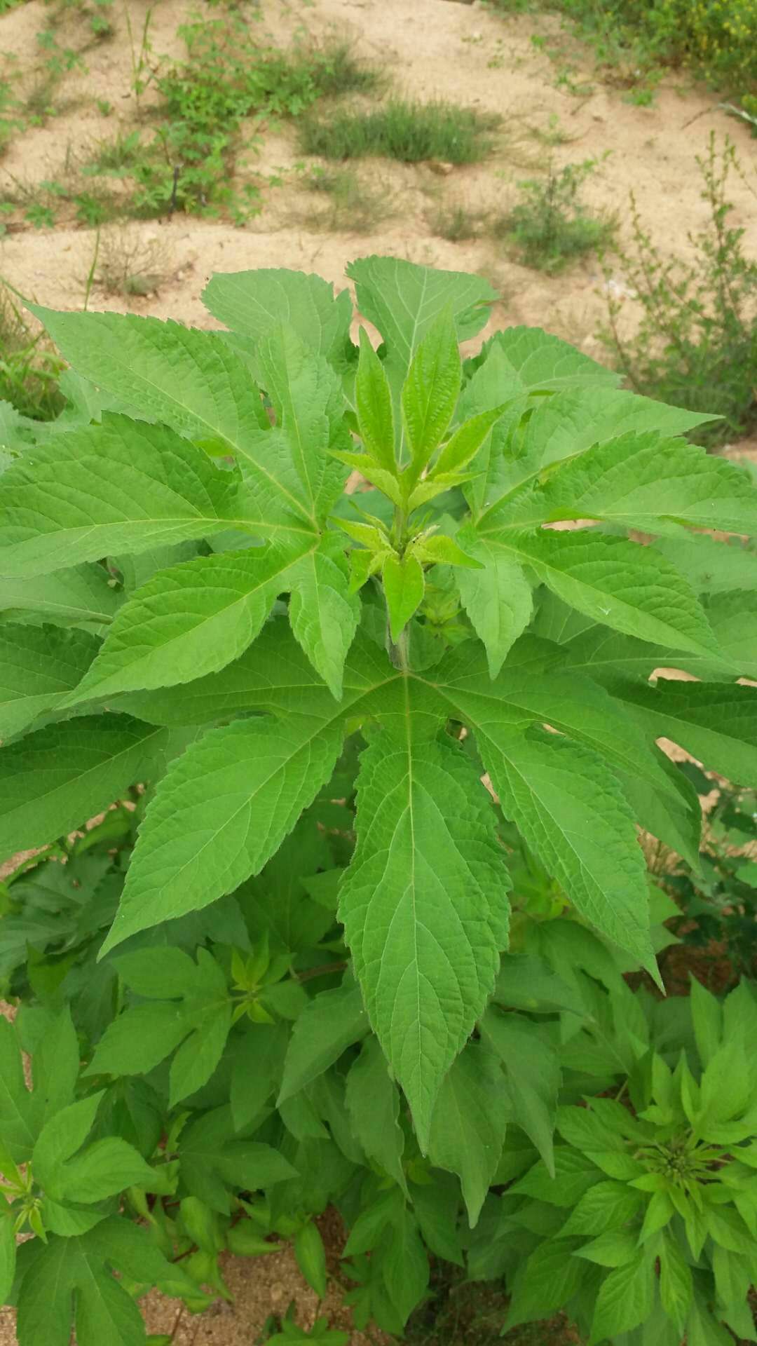 原創惡性毒草三裂葉豚草驚現大連普蘭店區王山頭河畔