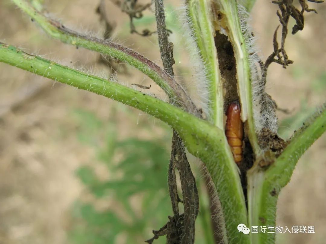 恶性入侵杂草豚草的终结者:高效,持久,低成本的生物防治