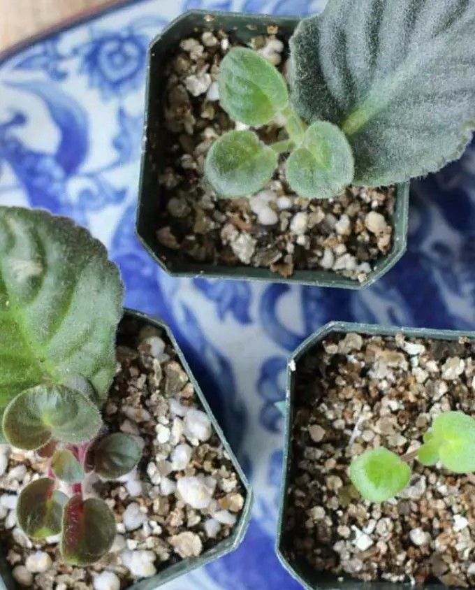 可以不断摘叶片扦插繁殖盆栽的非洲堇养客厅里都可以开花