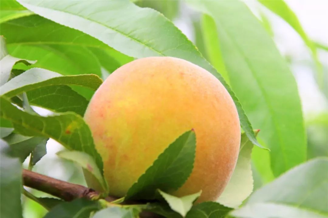 邀您赏田园风光,品生态桃果!_山桃