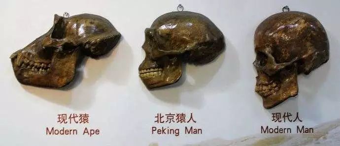 1929年,在北京周口店的山洞里,中国考古工作者发现了一个完整的远古