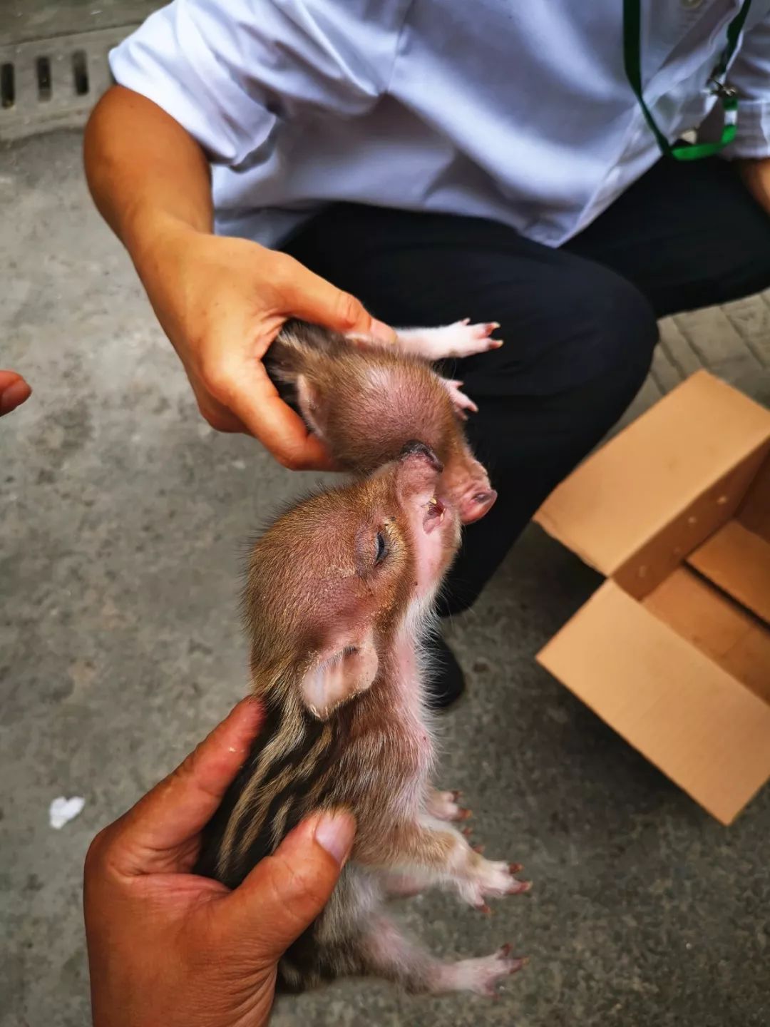 粗心野猪妈妈走着走着把宝宝走丢了我们该怎么办