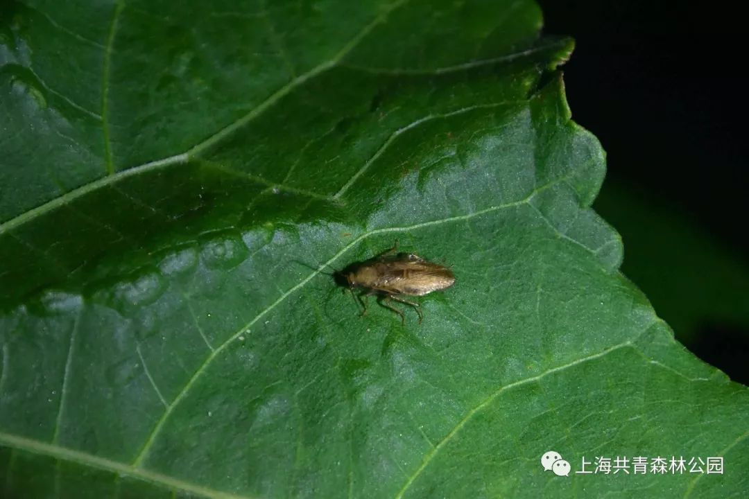 蟌[cōng](豆娘)中华大蟾蜍(俗称癞蛤蟆)草蛉成虫(上)及草蛉卵(下)