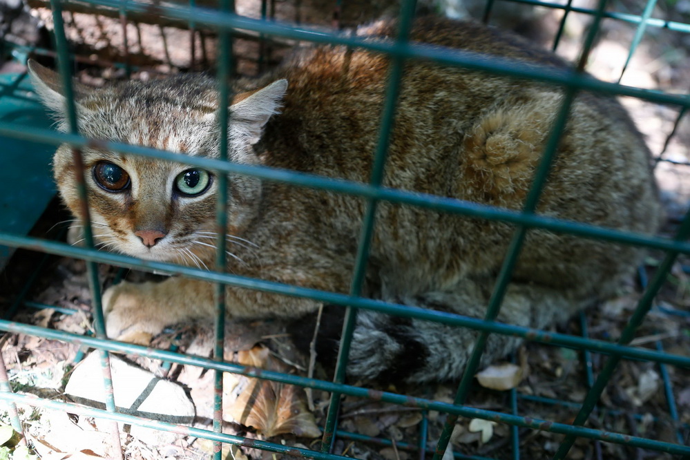 南加利福尼亚猫狐图片图片