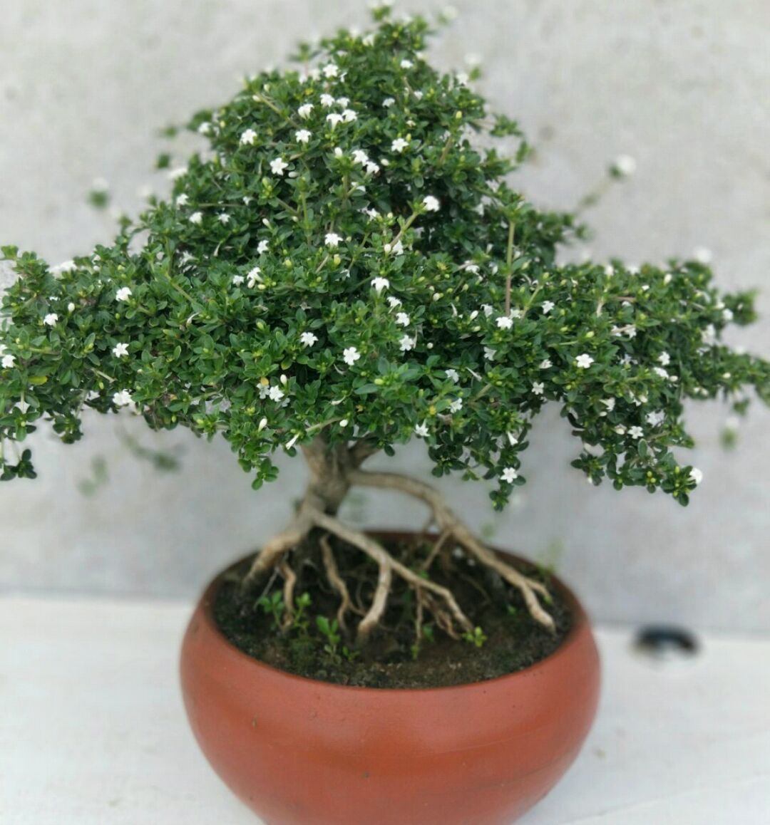 六月雪盆栽的叶子发黄干边而且开花还小是什么原因