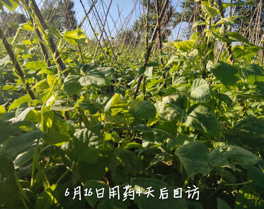 豆角受药害怎么办还能恢复生长吗