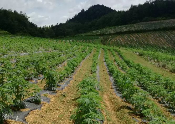 康恩贝24万亩工业大麻种植顺利完成