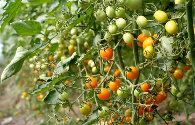 千禧果种植,注意保持充足的阳光,注意浇水和施肥