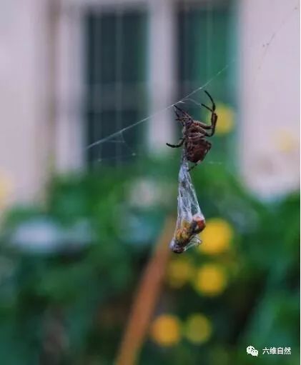 蜘蛛捕食蜻蜓:蜻蜓陷入蜘蛛网,被蜘蛛用蛛丝缠成一捆!