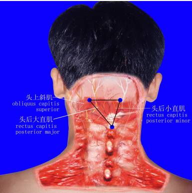 人体软组织立体三角平衡原理学说