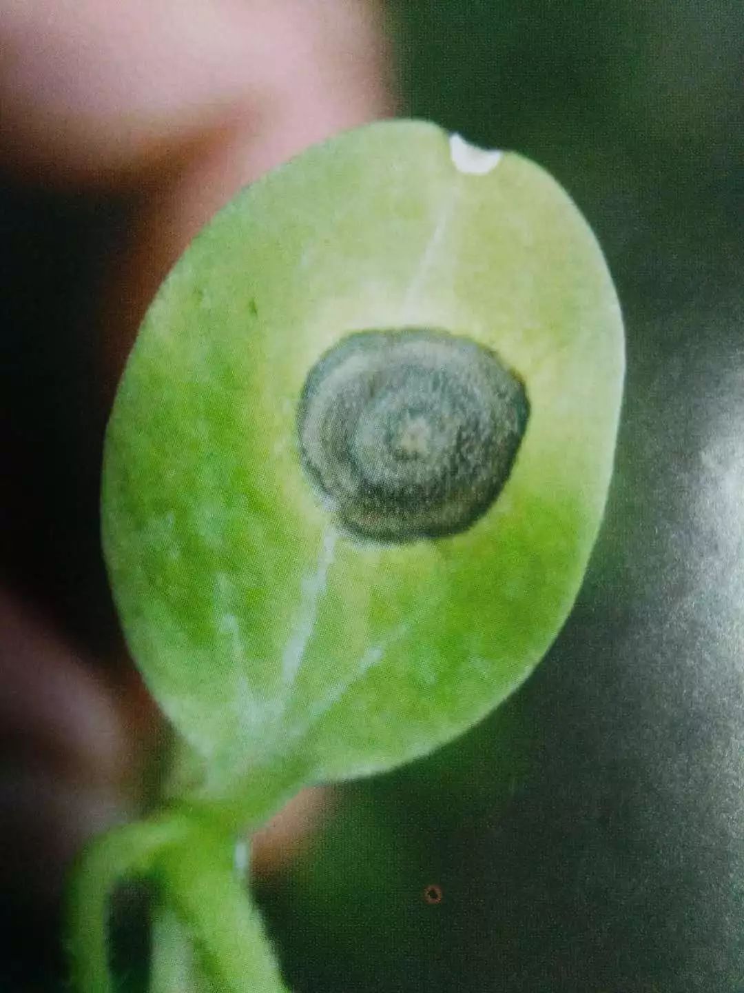 作物病害叶片上出现同样轮纹都一样防治吗