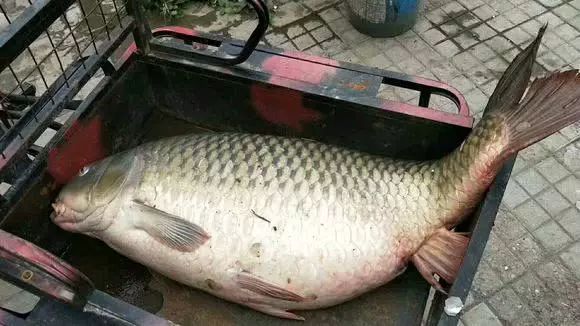 鲤鱼化龙湖北水库惊现巨型鲤鱼