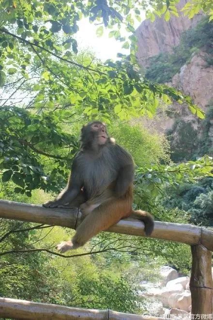 担心饿着猴子爬山的时候都会带一些食物过来到了山顶分给这些猴子吃