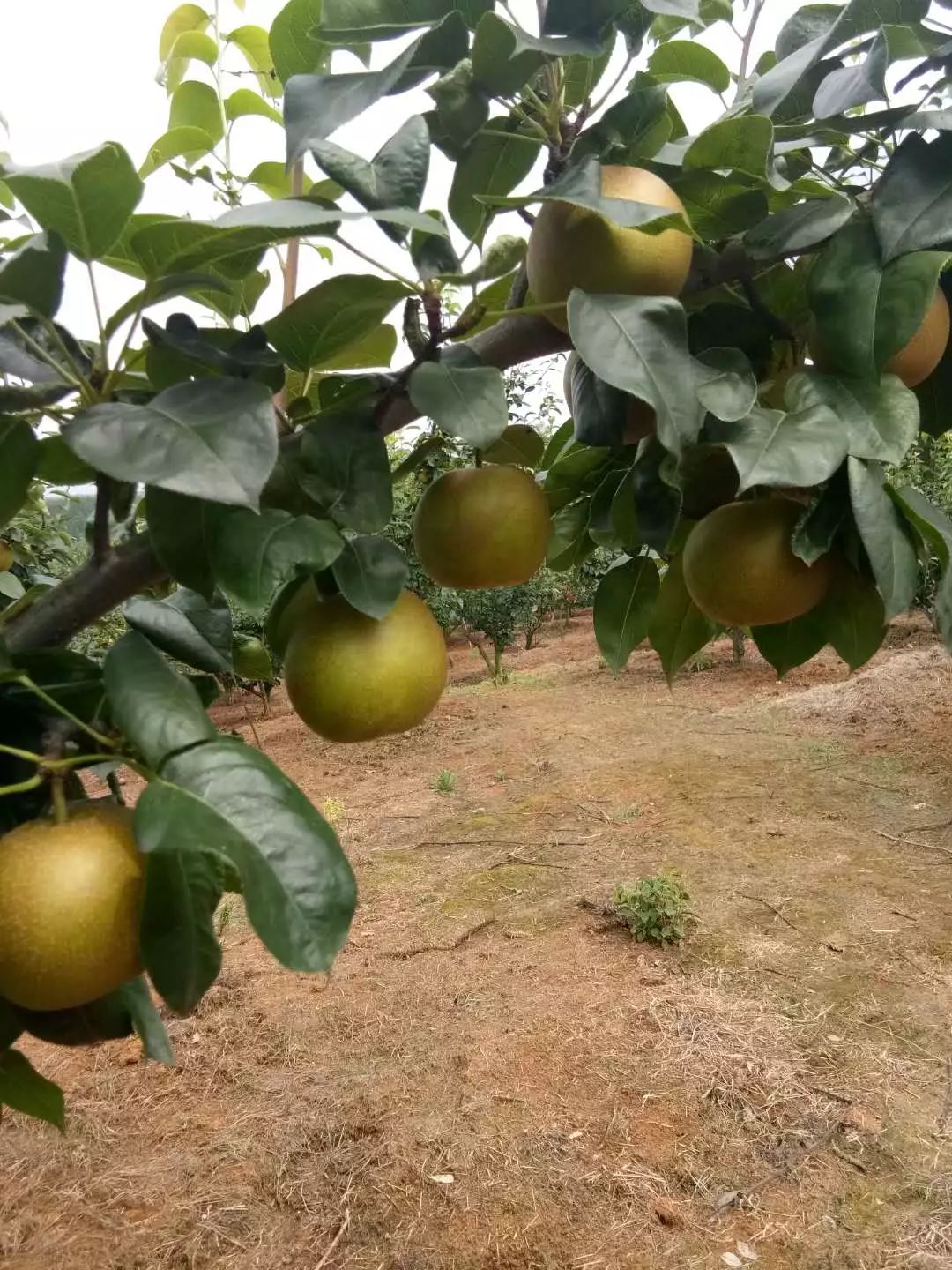 丰林镇大坂村臻品梨园5万斤翠冠梨喜获丰收水分多又甜