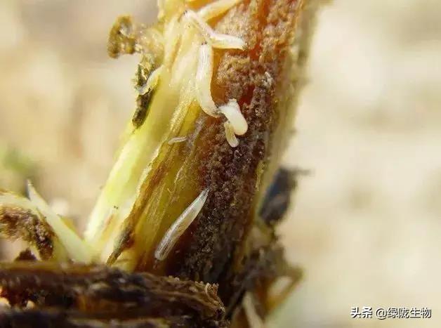 地蛆虫害关键在防御白僵菌赶走地蛆无后患