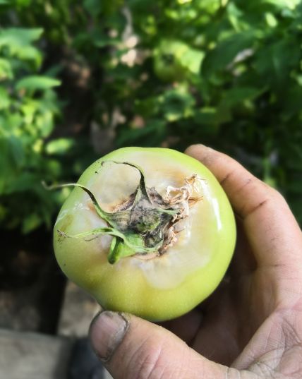 吡唑醚菌酯 芸苔素 磷酸二氢钾,作用真不小