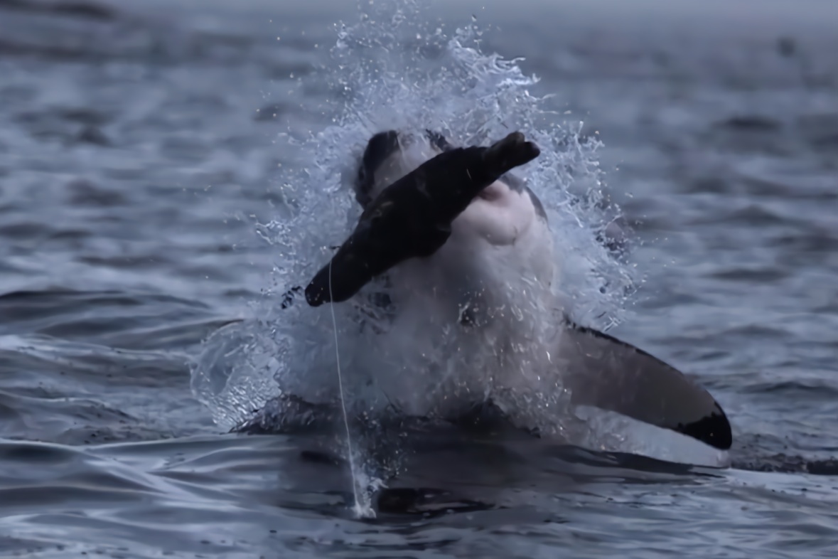 作死老外教你怎么吊鲨鱼鱼饵随处可见1分钟直接咬钩