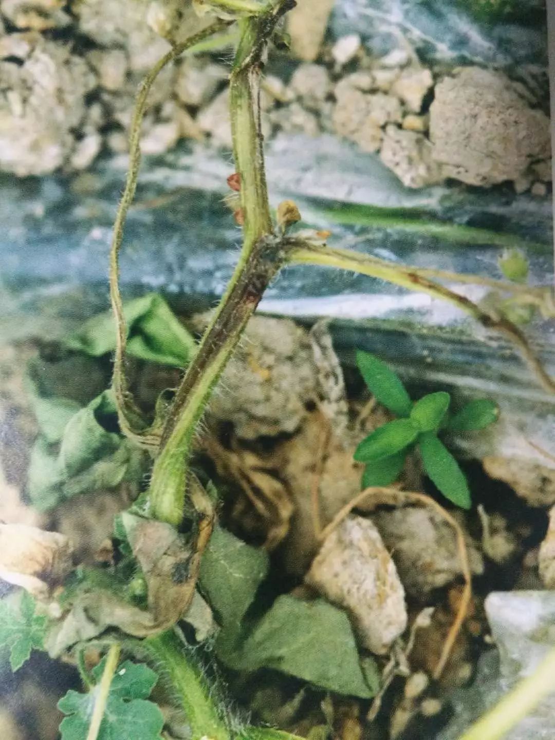 作物病害叶片上出现同样轮纹都一样防治吗