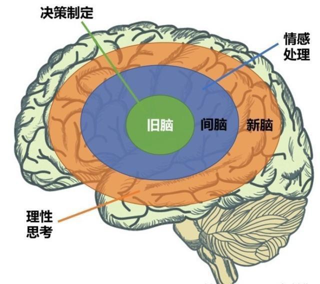 左脑负责语言,逻辑推理,数学等线性思考,而右脑则负责图像,音乐,创意