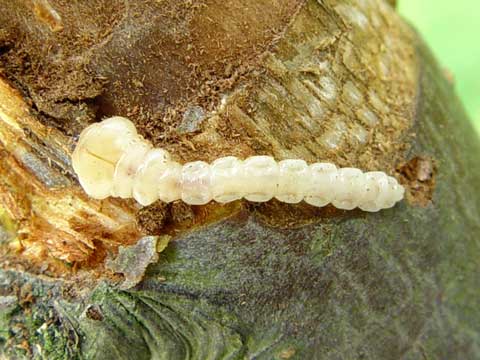 夏季园林植物容易出现的问题汇总和解决方案树势弱绿篱