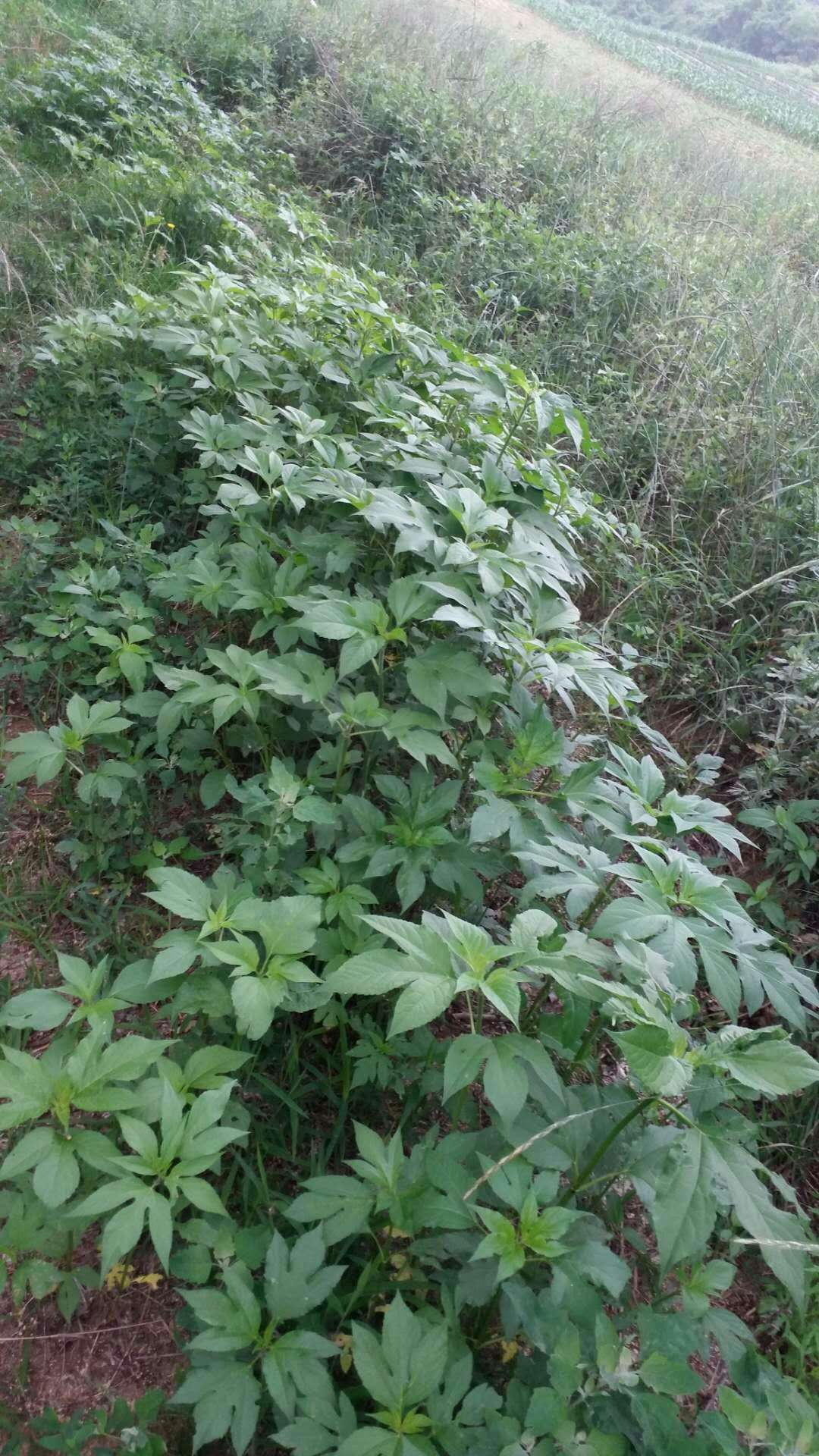 原創惡性毒草三裂葉豚草驚現大連普蘭店區王山頭河畔