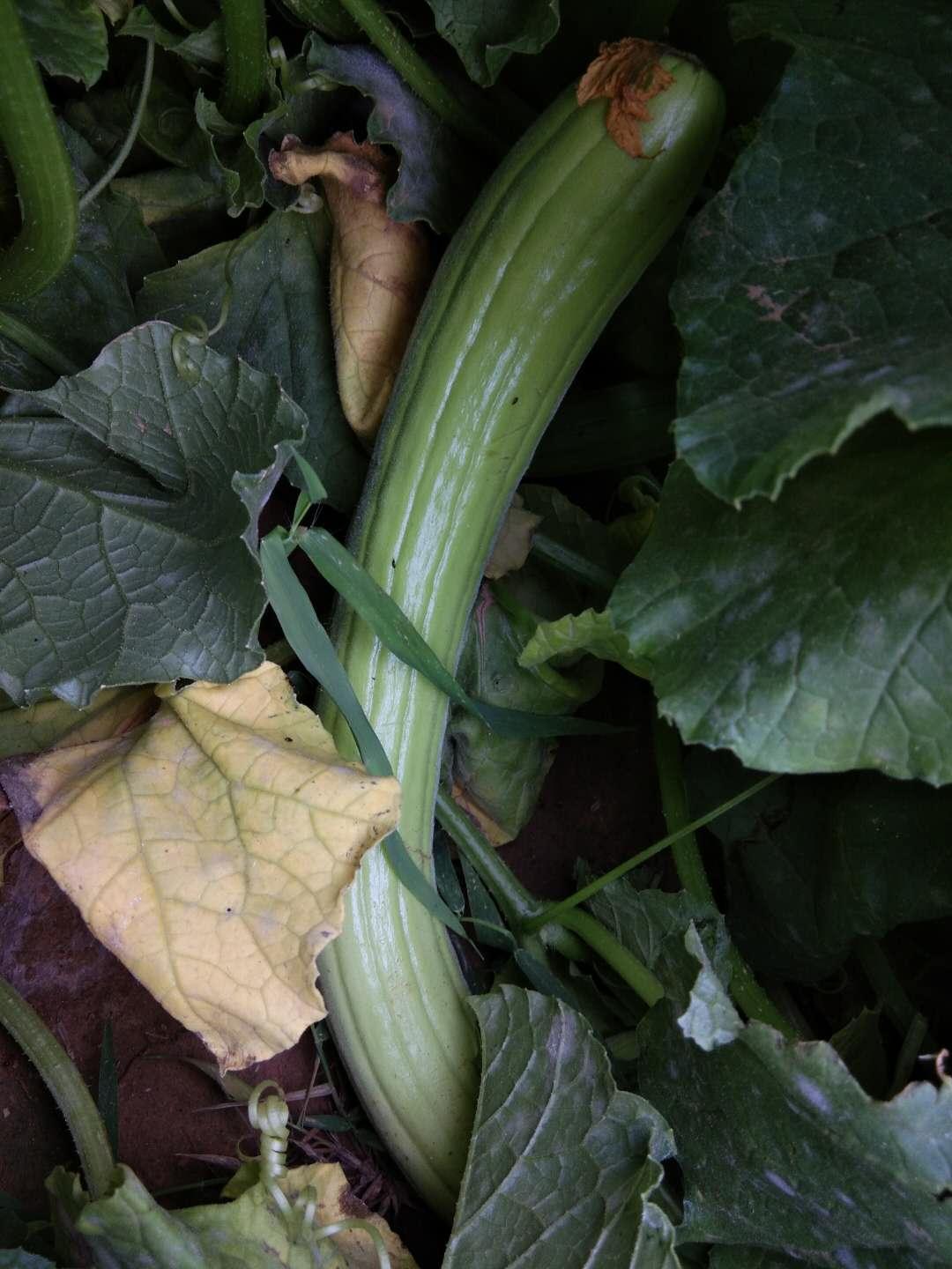 原创菜瓜是一种高产的瓜果菜瓜丰产很简单为啥菜瓜很少有人种了