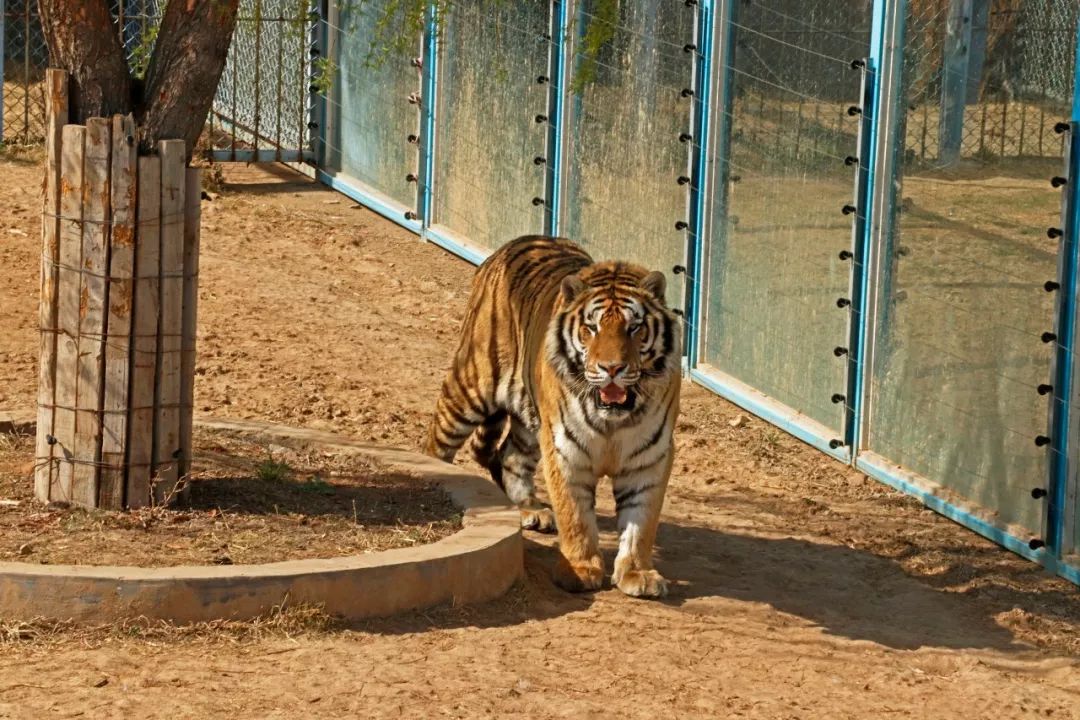 諸城野生動物園大型燈光節開始啦!19.9元搶門票,集贊還送遊樂項目!