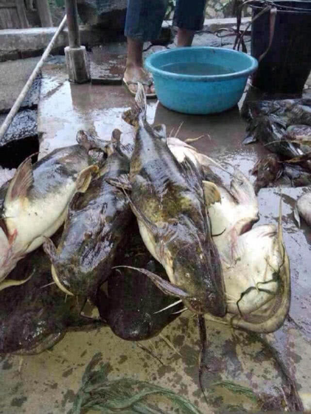 原创澜沧江里的猛鱼面瓜鱼能伏击一切路过比它小的鱼类