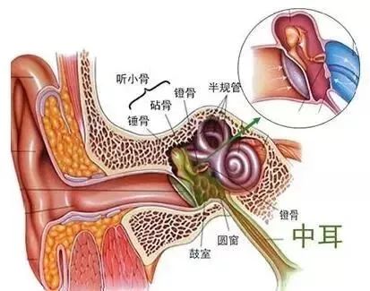 突然耳朵疼是什么原因呢?