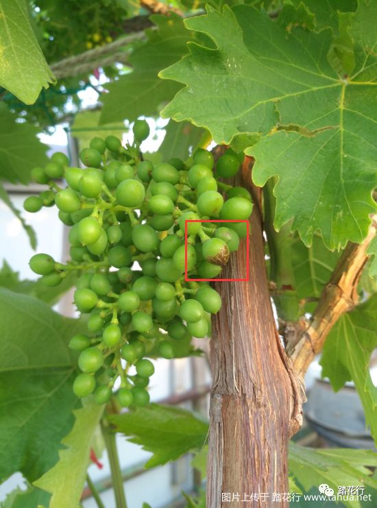 垂直往上长,让你手够不着不说,葡萄串垂下来正好搭在母枝上,来回蹭