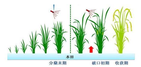 水稻返青期生長規律及田間管理