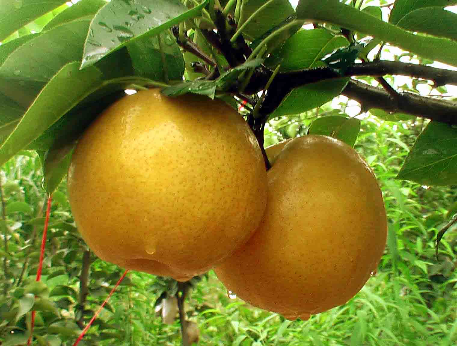 晚秋黄梨树苗栽培要点